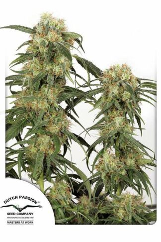 Pamir Gold Feminizowane, Nasiona Marihuany, Konopi, Cannabis