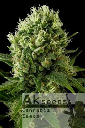 Passion Automatic Feminizowane, Nasiona Marihuany, Konopi, Cannabis