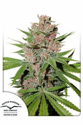 Passion Fruit Feminizowane, Nasiona Marihuany, Konopi, Cannabis