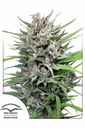 Passion#1 Regularne, Nasiona Marihuany, Konopi, Cannabis