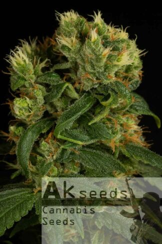 Perfect Haze Feminizowane, Nasiona Marihuany, Konopi, Cannabis