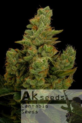Perfect Haze Automatic Feminizowane, Nasiona Marihuany, Konopi, Cannabis