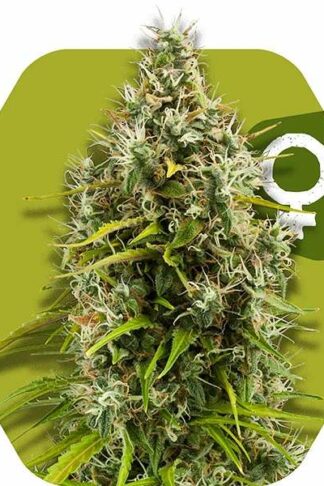 Pineapple Express Feminizowane, Nasiona Marihuany, Konopi, Cannabis