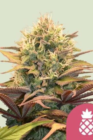 Pineapple Kush Feminizowane, Nasiona Marihuany, Konopi, Cannabis