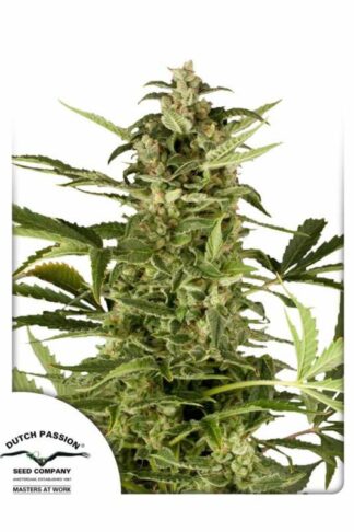 PolarLight#3 Automatic Feminizowane, Nasiona Marihuany, Konopi, Cannabis
