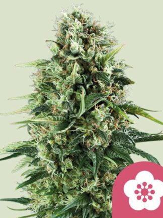 Power Flower Feminizowane, Nasiona Marihuany, Konopi, Cannabis