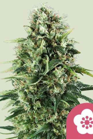 Power Flower Feminizowane, Nasiona Marihuany, Konopi, Cannabis