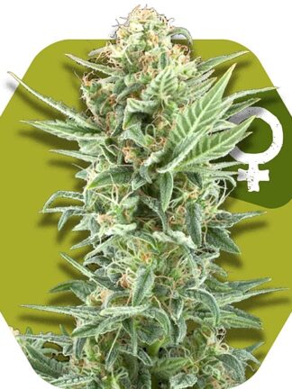 Power Kush Feminizowane, Nasiona Marihuany, Konopi, Cannabis