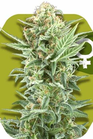 Power Kush Feminizowane, Nasiona Marihuany, Konopi, Cannabis
