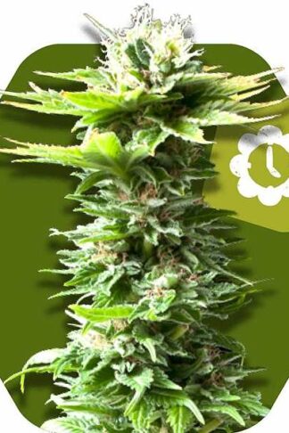 Power Kush Automatic Feminizowane, Nasiona Marihuany, Konopi, Cannabis