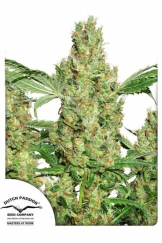 Power Plant Regularne, Nasiona Marihuany, Konopi, Cannabis
