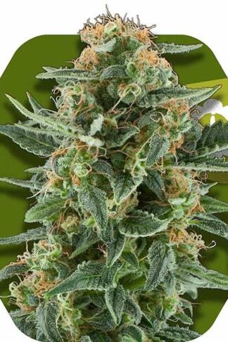 Power Plant XL Automatic Feminizowane, Nasiona Marihuany, Konopi, Cannabis