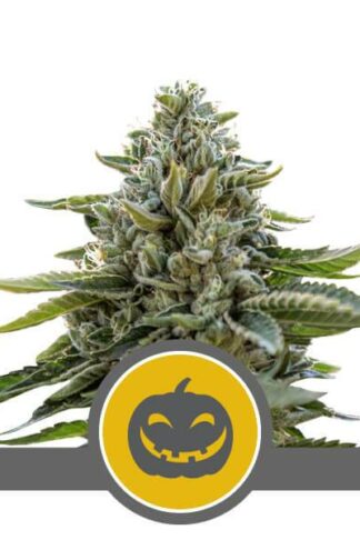 Pumpkin Kush Regularne, Nasiona Marihuany, Konopi, Cannabis