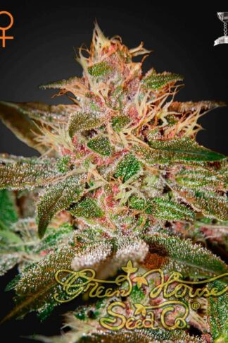Pure Kush Feminizowane, Nasiona Marihuany, Konopi, Cannabis