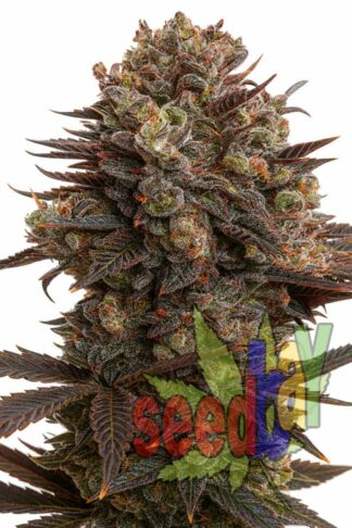 Purple Bud XXL Feminizowane, Nasiona Marihuany, Konopi, Cannabis