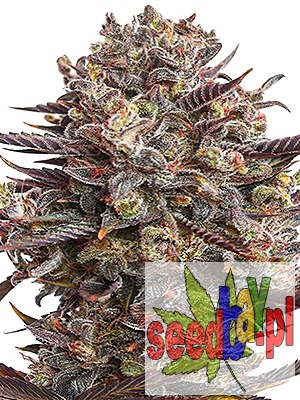 Purple Bud XXL Feminizowane, Nasiona Marihuany, Konopi, Cannabis