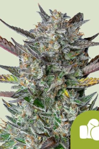 Purple Punch Automatic Feminizowane, Nasiona Marihuany, Konopi, Cannabis