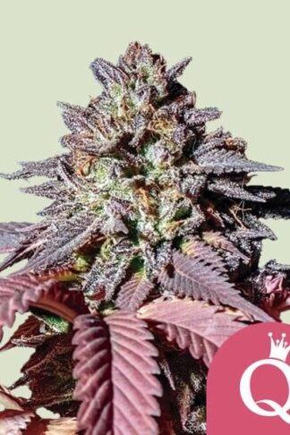 Purple Queen Feminizowane, Nasiona Marihuany, Konopi, Cannabis