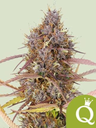 Purple Queen Automatic Feminizowane, Nasiona Marihuany, Konopi, Cannabis