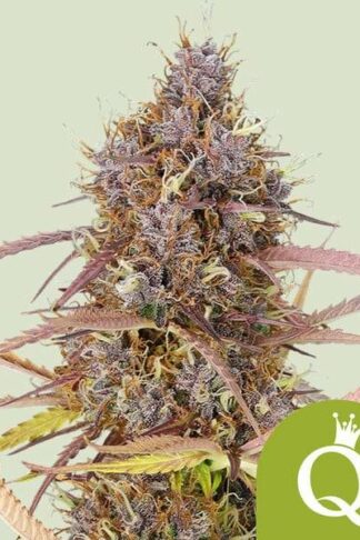 Purple Queen Automatic Feminizowane, Nasiona Marihuany, Konopi, Cannabis