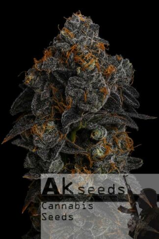 Purple Wedding Automatic Feminizowane, Nasiona Marihuany, Konopi, Cannabis