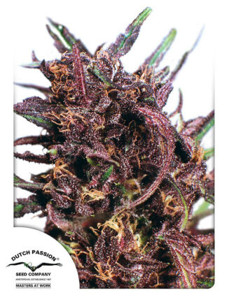 Purple#1 Regularne, Nasiona Marihuany, Konopi, Cannabis