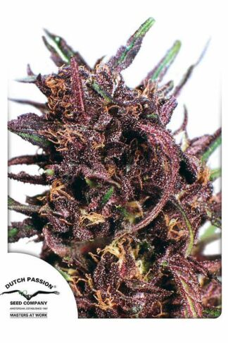 Purple#1 Feminizowane, Nasiona Marihuany, Konopi, Cannabis