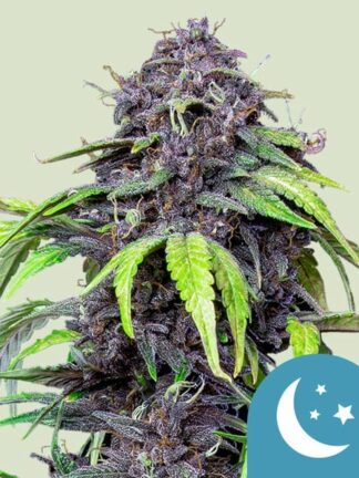 Purplematic CBD Automatic Feminizowane, Nasiona Marihuany, Konopi, Cannabis