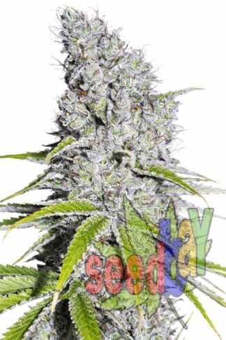 Quick Blue Kush Feminizowane, Nasiona Marihuany, Konopi, Cannabis