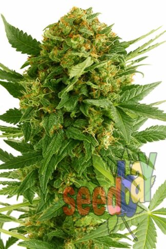 Quick Cheese Xplosion Feminizowane, Nasiona Marihuany, Konopi, Cannabis