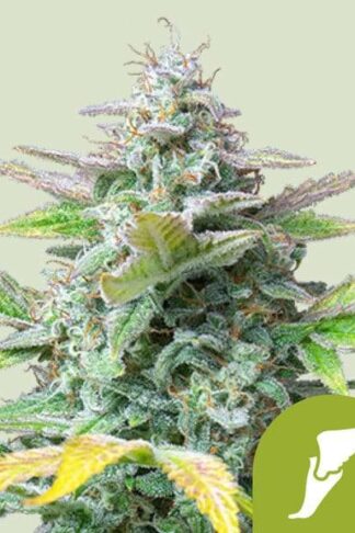 Quick One Automatic Feminizowane, Nasiona Marihuany, Konopi, Cannabis