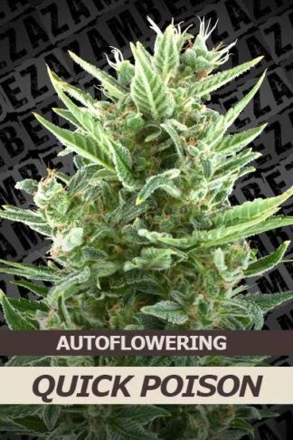 Quick Poison Automatic Feminizowane, Nasiona Marihuany, Konopi, Cannabis