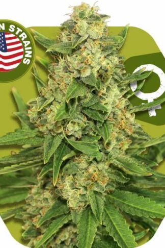 Rocket Banana Feminizowane, Nasiona Marihuany, Konopi, Cannabis