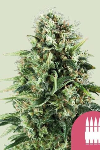 Royal Ak Feminizowane, Nasiona Marihuany, Konopi, Cannabis