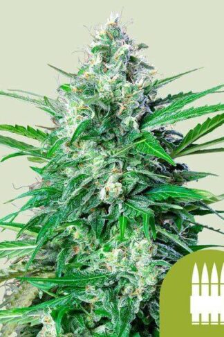 Royal Ak Automatic Feminizowane, Nasiona Marihuany, Konopi, Cannabis