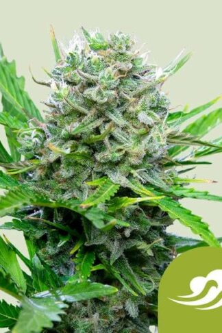 Royal Bluematic Automatic Feminizowane, Nasiona Marihuany, Konopi, Cannabis