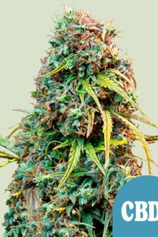 Royal CBDV Automatic Feminizowane, Nasiona Marihuany, Konopi, Cannabis