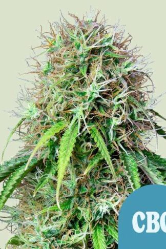 Royal CBG Automatic Feminizowane, Nasiona Marihuany, Konopi, Cannabis