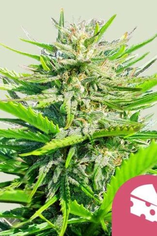 Royal Cheese Feminizowane, Nasiona Marihuany, Konopi, Cannabis