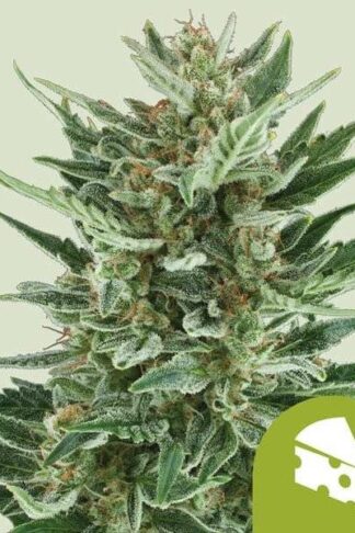 Royal Cheese Automatic Feminizowane, Nasiona Marihuany, Konopi, Cannabis