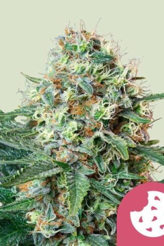 Royal Cookies Feminizowane, Nasiona Marihuany, Konopi, Cannabis