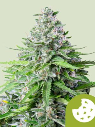 Royal Cookies Automatic Feminizowane, Nasiona Marihuany, Konopi, Cannabis