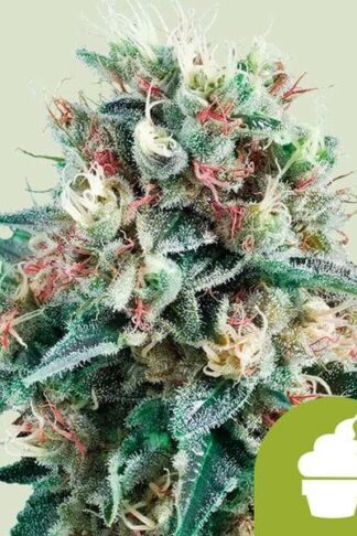 Royal Creamatic Automatic Feminizowane, Nasiona Marihuany, Konopi, Cannabis