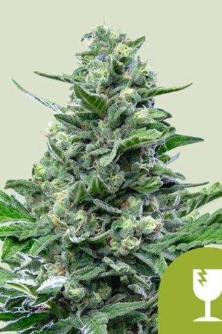 Royal Critical Automatic Feminizowane, Nasiona Marihuany, Konopi, Cannabis