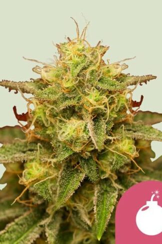 Royal Domina Feminizowane, Nasiona Marihuany, Konopi, Cannabis