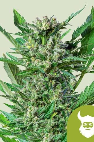 Royal Dwarf Automatic Feminizowane, Nasiona Marihuany, Konopi, Cannabis