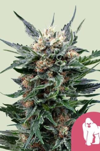 Royal Gorilla Feminizowane, Nasiona Marihuany, Konopi, Cannabis