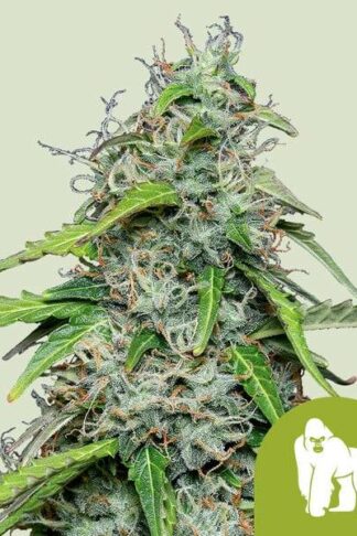 Royal Gorilla Automatic Feminizowane, Nasiona Marihuany, Konopi, Cannabis