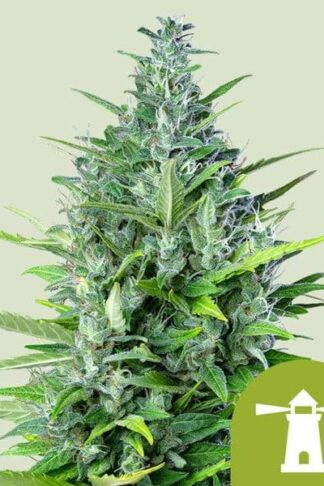 Royal Haze Automatic Feminizowane, Nasiona Marihuany, Konopi, Cannabis