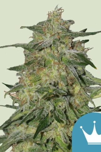 Royal Highness Feminizowane, Nasiona Marihuany, Konopi, Cannabis
